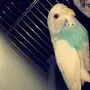 طيور كناري للبيع 