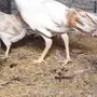 دجاج باكستاني 