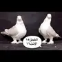 جوز مسكي 