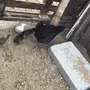 دجاج بلدي يعيالها