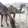 ناقة ملحا جذعة وناقة ثنو 