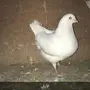 زوج مدينه ابيض