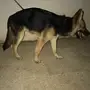 كلب جيرمن 