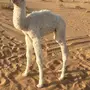 حوار العمر تقريبا له شهر