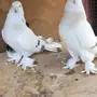 جوز منقا تب