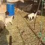 غنم نعيم متابيع بالخرج