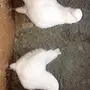 جوز كنق مودينا خارجي 