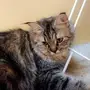 قطه للبيع