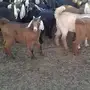 تيوس وجفار عوارض نظيف على الشرط