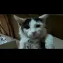 قطة مريضه 