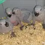 نفسي في ببغاء 