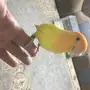 روز هدد للبيع ذكر و انثئ