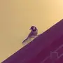 بلابل للبدل باي شي مناسب 