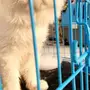 ذكر بيكي فيس للتزاوج 