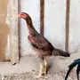 دجاجة شامو ياباني 