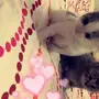 قطط للبيع