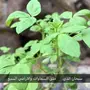 حجز فنادق في مكة