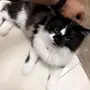 قط شيرازي جميل
