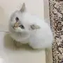 قطه للبيع 