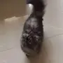 قطط للبيع