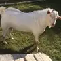 تيس عماني خصم ابيض