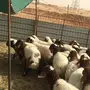 هرافي نعيم طيبه