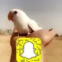 روز البينو هدد