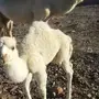 خلفه للبيع