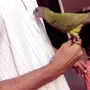 ببغاء سنقالي اليف 