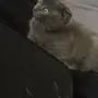قط للبيع ( هجين بين السكوتش فولد والشيرازي)