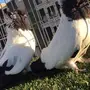 ((جوز سوداني امريكي((فواخر السودنيات))