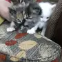 قطط للبيع عمر شهر ونصف