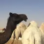 ناقه مجهم لقحه للبيع