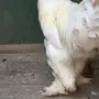 للبيع ديك أمريكي حجم ماشاءالله