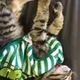 قطه للبيع 