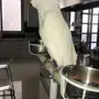 طير كوكاتو امريكي تورايتون