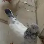 زوج للبيع