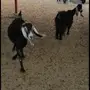 معزا عوارض