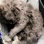 للبيع قطه شيرازي ندر - رمادي