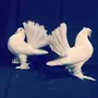 طبات رقاصي للبيع