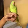 ببغاء دره  أنثى 