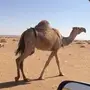 للبيع خلفه شقحا بكر