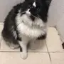 قط شيرازي جميل للبيع
