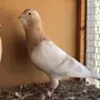 جوز بربري 
