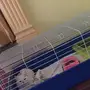 قطة شرازيه جميلة