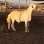 مشروع فحل من انتاج المراح