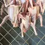 للبيع فراخة حمام زاجل عرض خاص