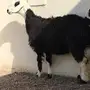 رخل للبيع ثني