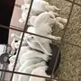 طليان ورخال بريه 