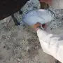 ناقه خلفه 